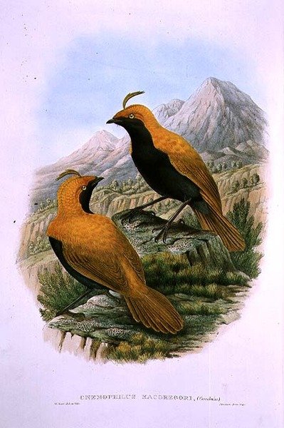 Cnemophilus Macgregorii, uccello del paradiso a falce da M. Hart